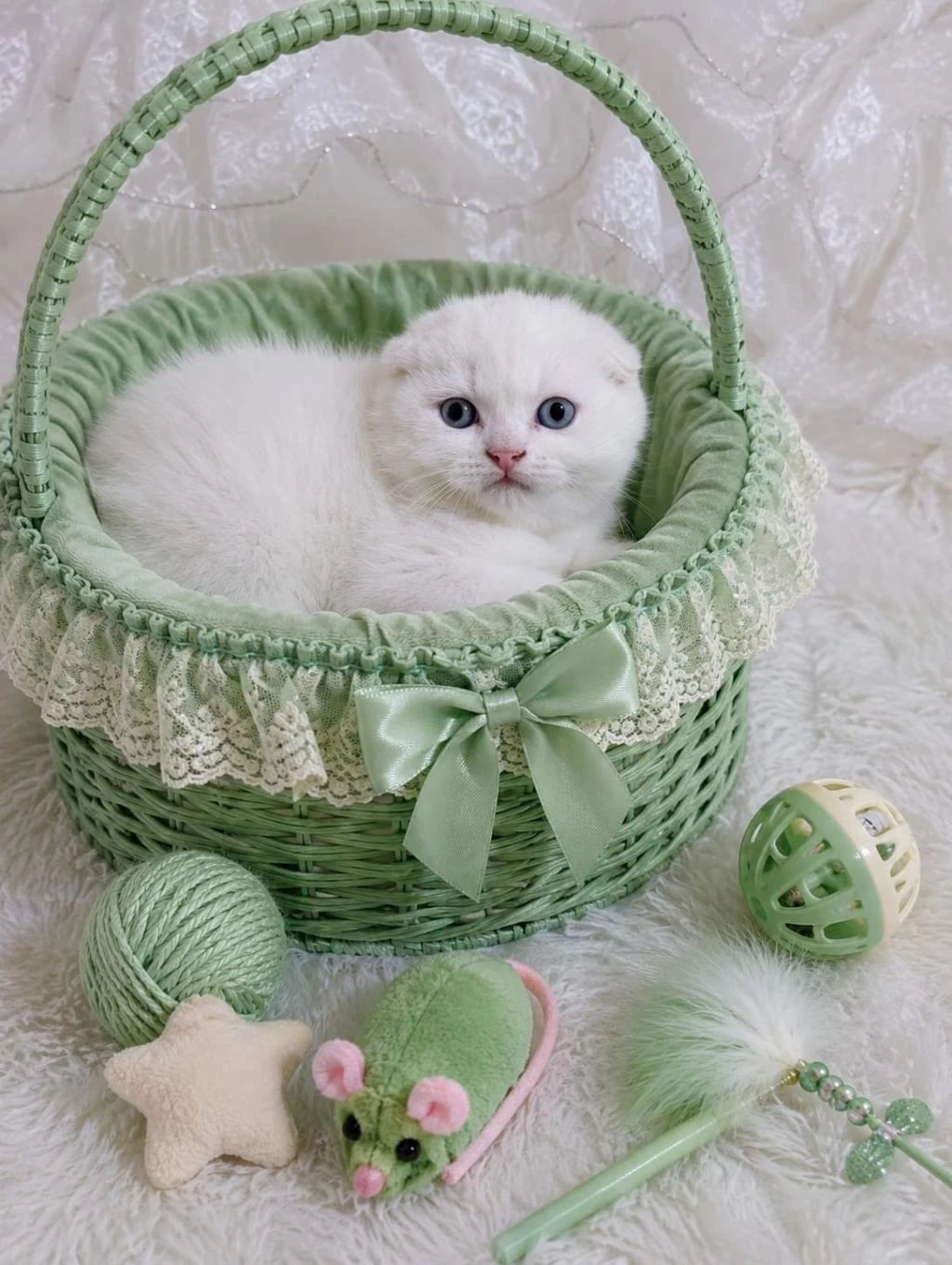 Scottish Fold Kar Beyazı Mavişler