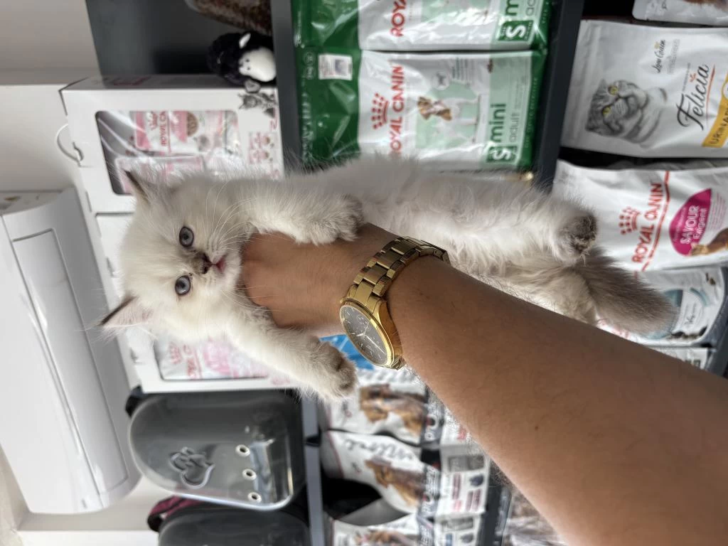 British Longhair Dişi Erkek Bebeklerimiz