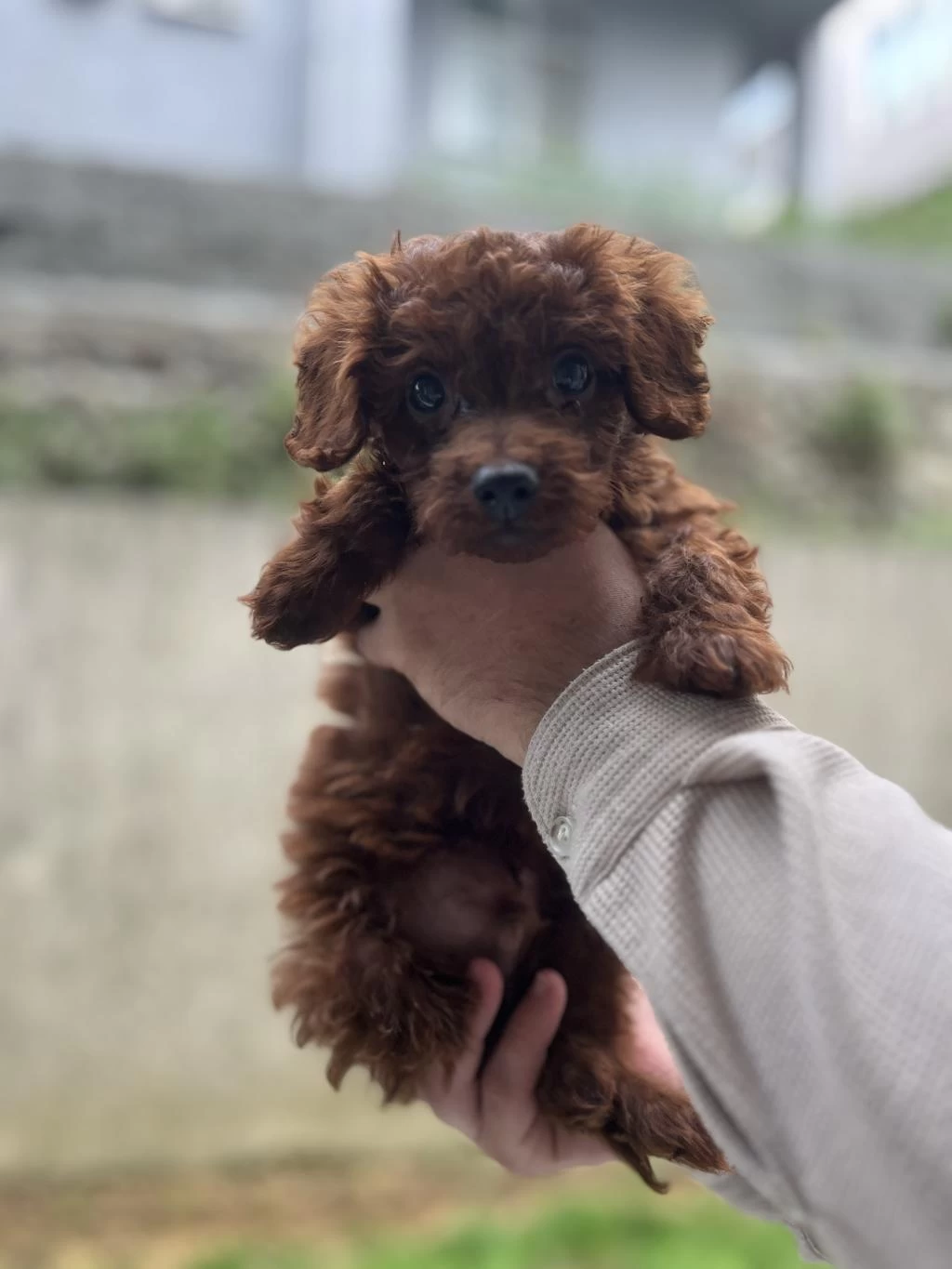 Sağlık İrk Garantili Üst Kalite Poodle Bebekler