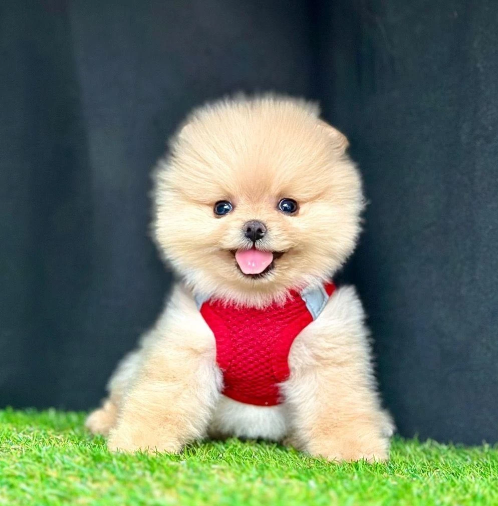 Safkan Pomeranian Boo Bebekler