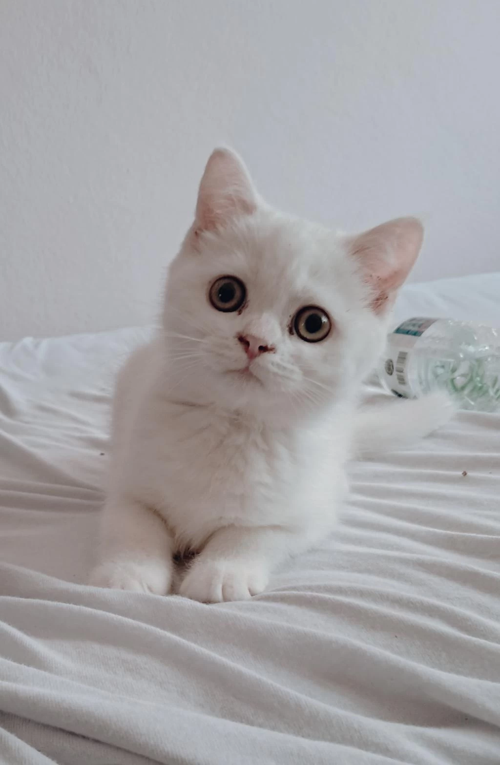 British Shorthair Dişi Kedim