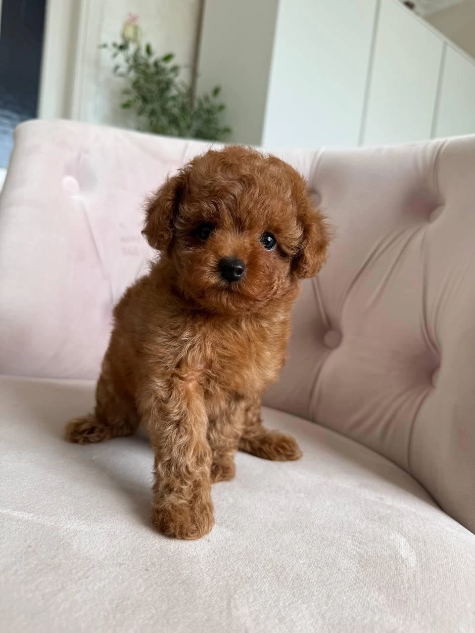Kore Toy Poodle Bebeklerimiz İrk Garantili