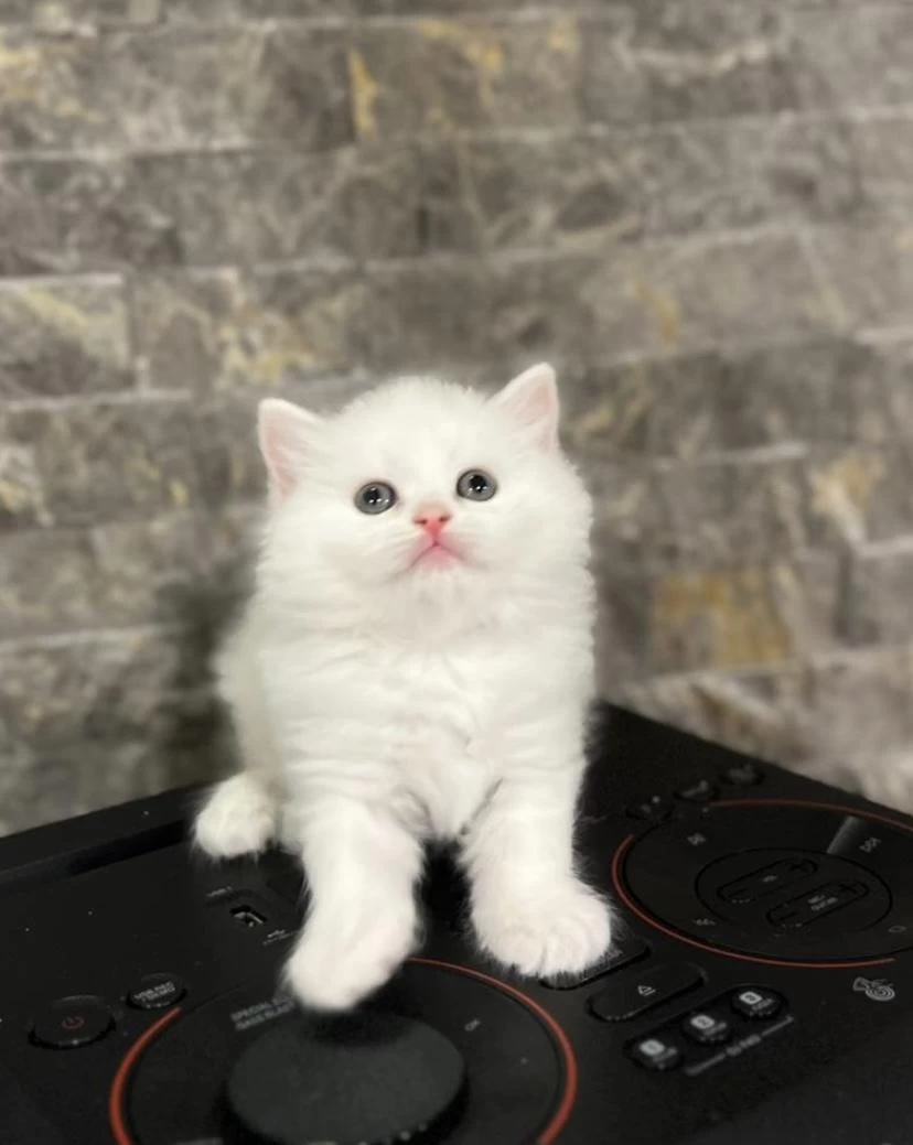 Mavi Gözlü British Longhair Yavrularim