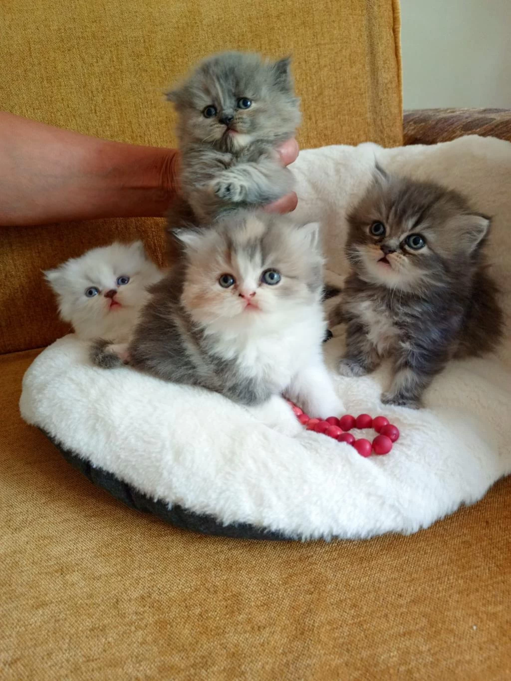Rengarenk Chinchilla Kedisi