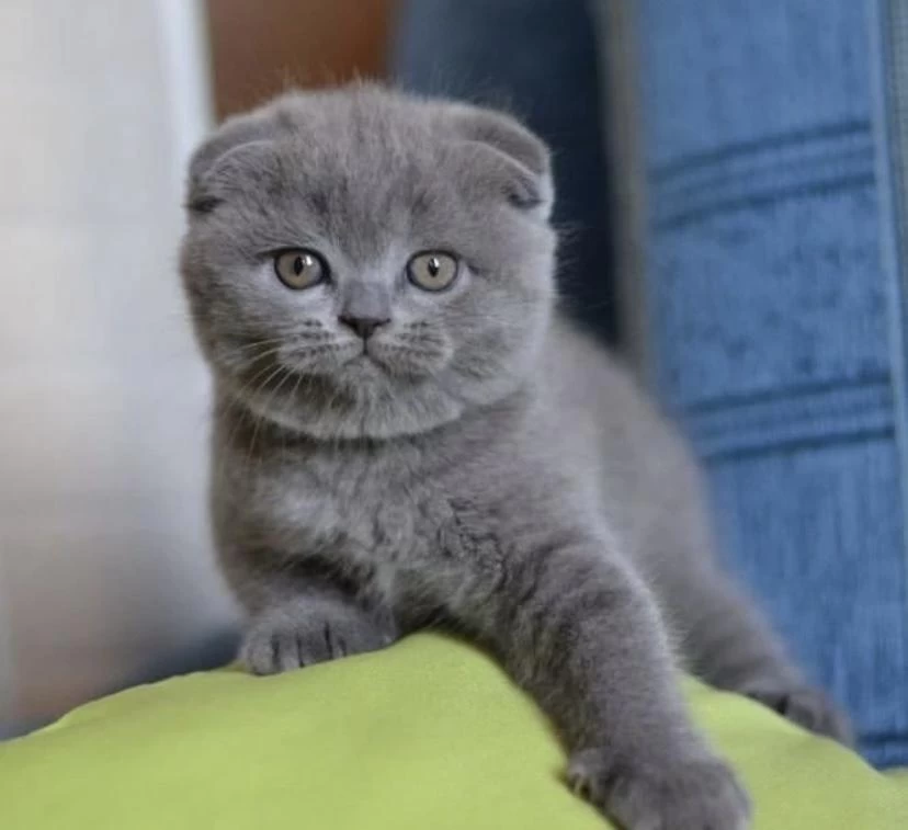 Scottish Fold Gri Yavrularim