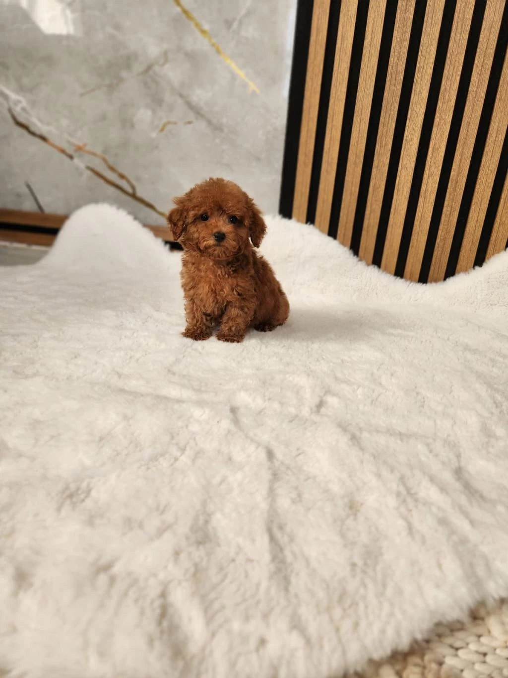 Toy Poodle Yavrularımız