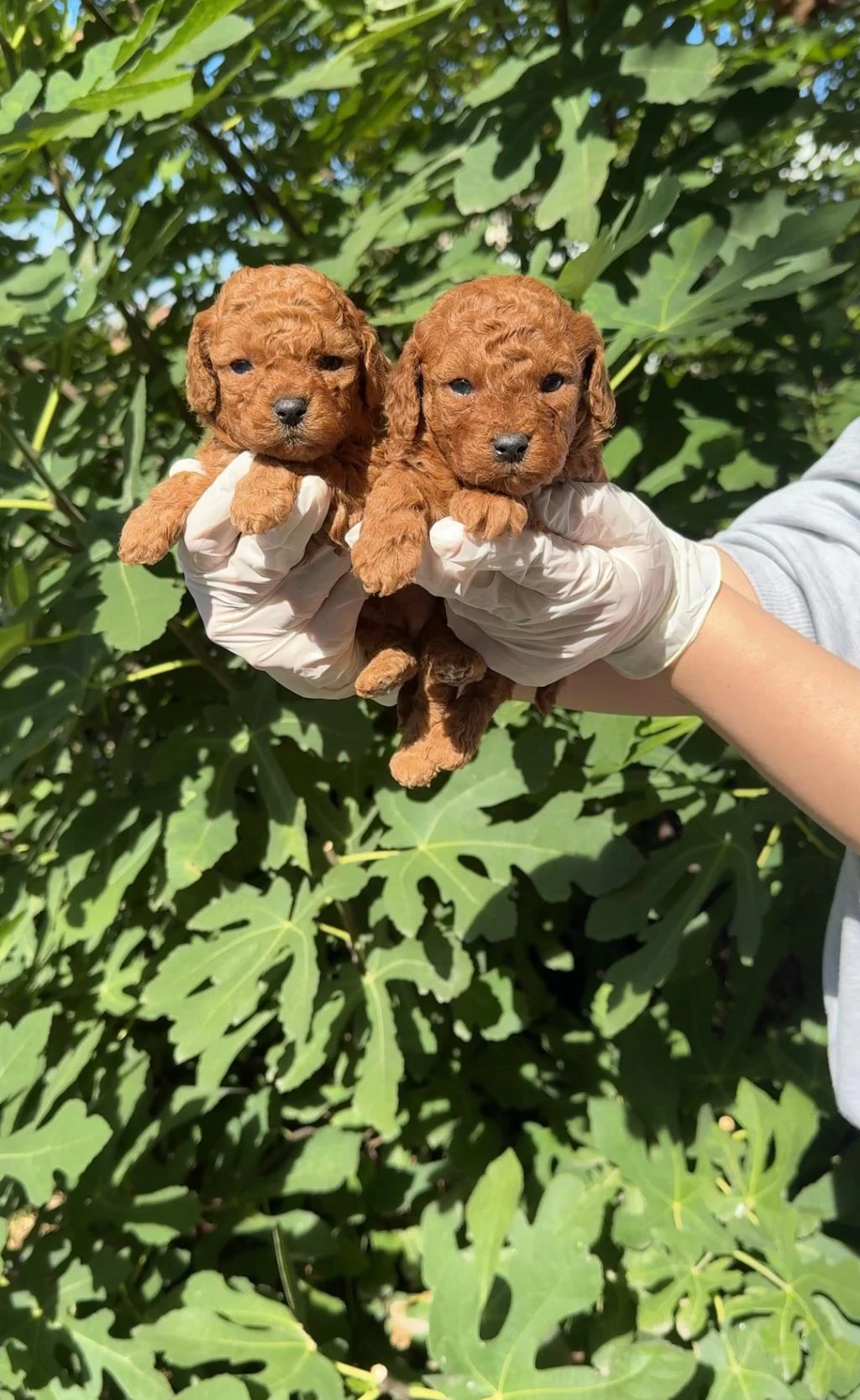 Sevimli Toy Poodle Yavrular
