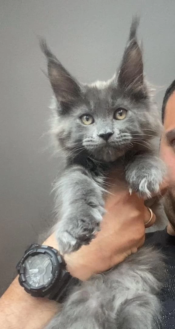 Xxxl Kocaman Erkek Maine Coon