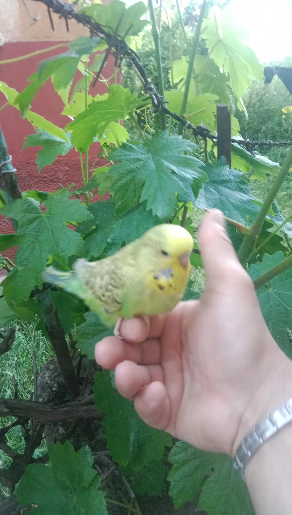 Şov Muhabbet Kuşu Yavrum