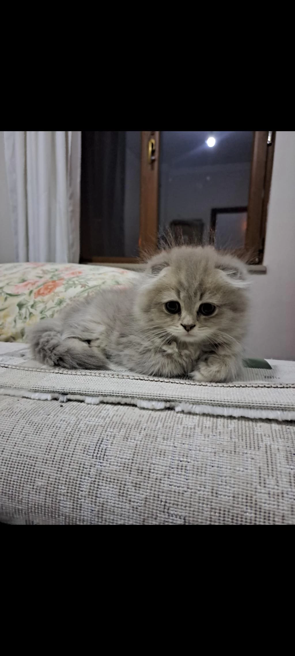 Scottish Fold Yavrularımız Yeni Yuvalarına Gitmeye Hazır