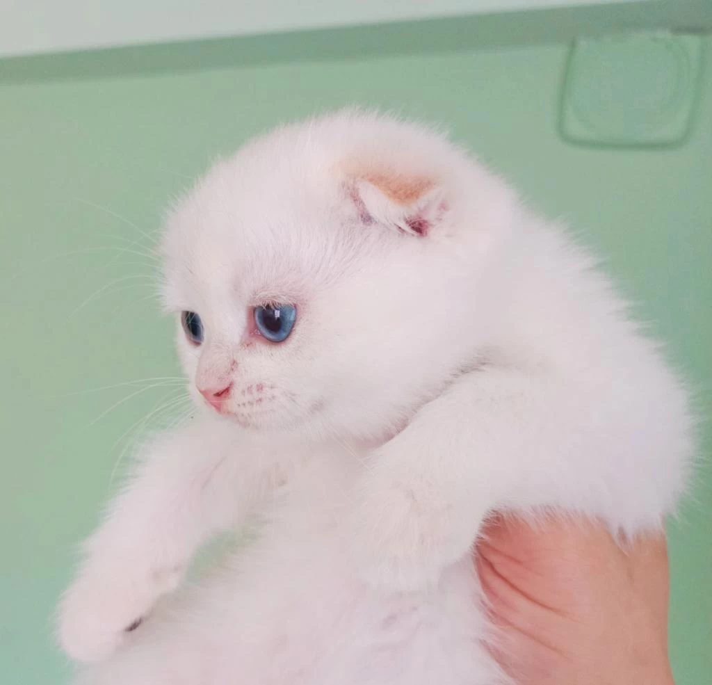 Üst Düzey Gen Hatti Golden Point Scottish Fold Bebekler