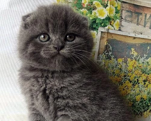Scottish Fold Yavrularımız Evinizin Neşesi Olacaktır