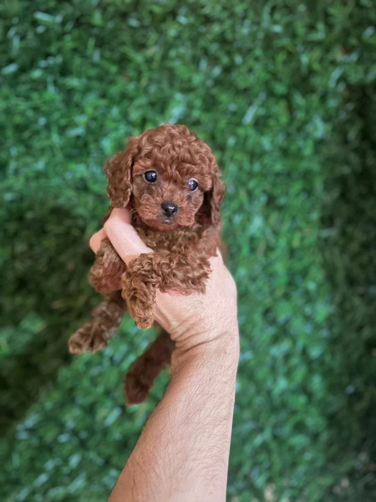 Mükemmel Red Brown Toy Poodle Yavrular