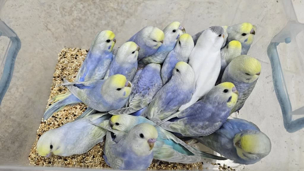 Rengarenk Çek Ve Üst Vasif Rainbow Muhabbet Kuşlar