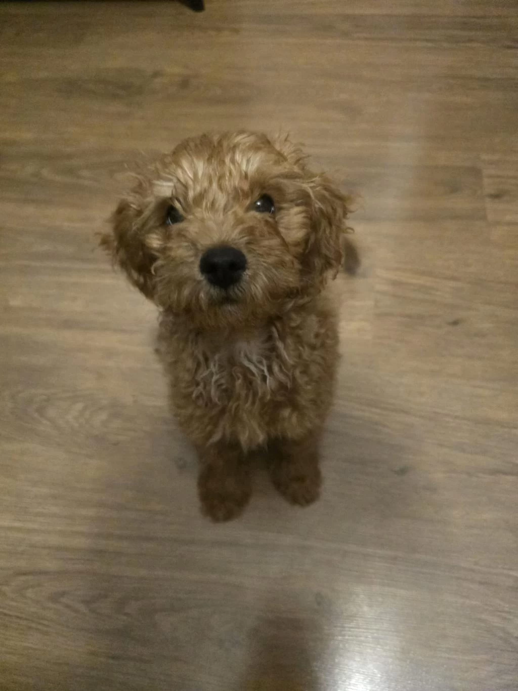 Toy Poodle Yavrumuza Yeni Yuva Arıyoruz