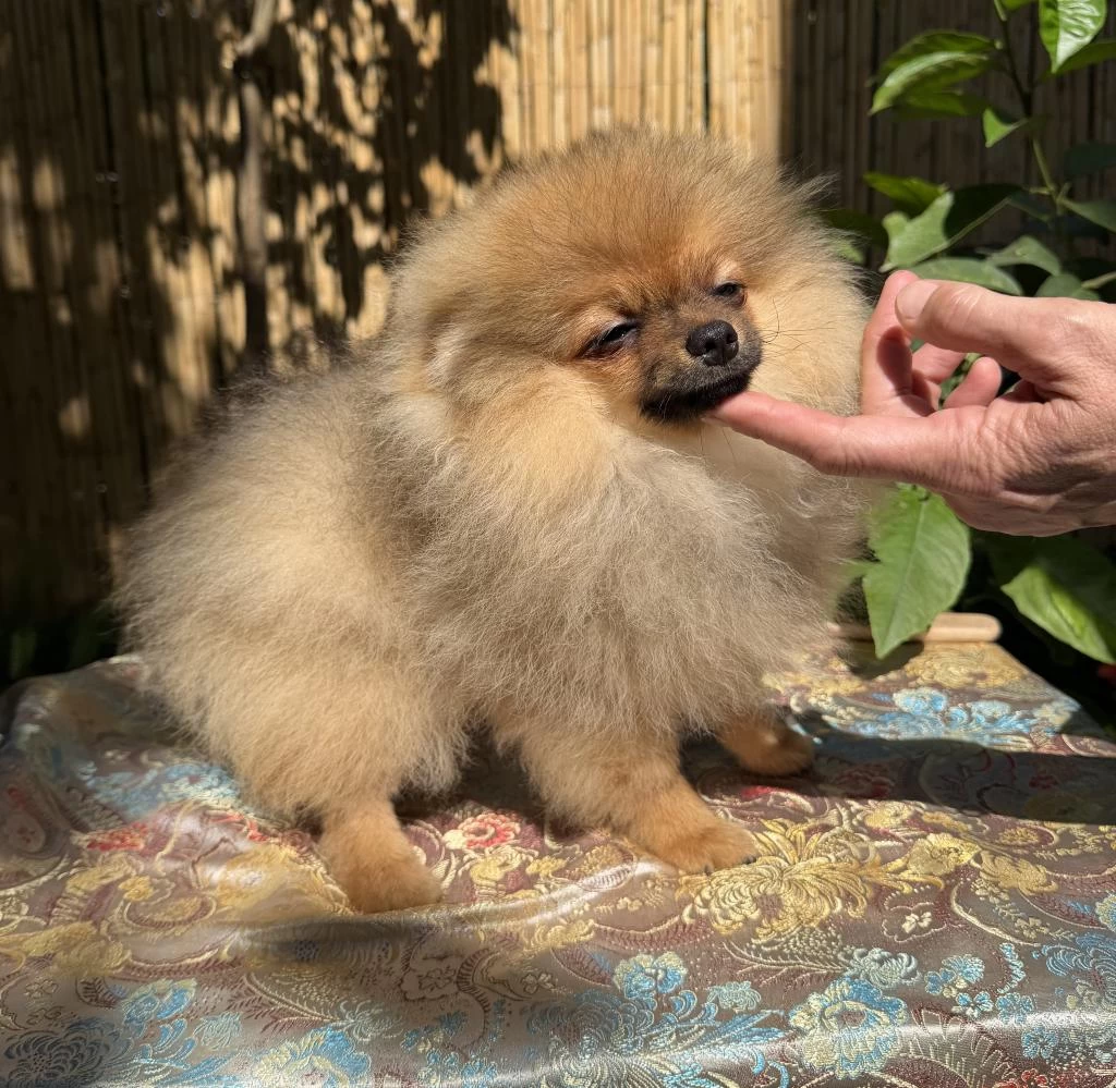 Turuncu Renkte Pomeranian Tea Cup Erkek