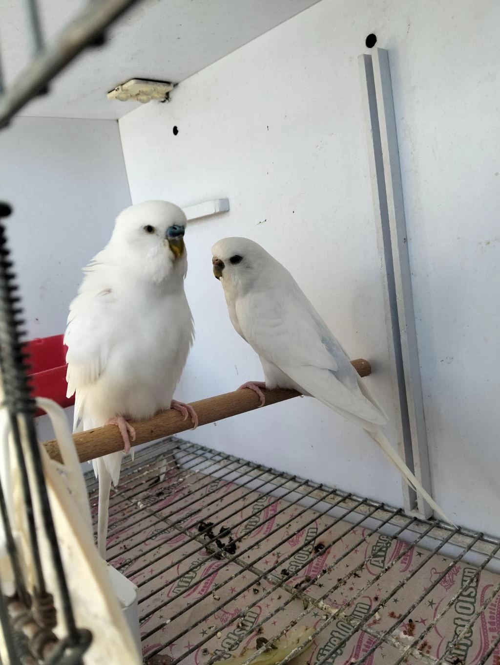 Hazır Eş Eke Albino Takım Muhabbet Kuşu