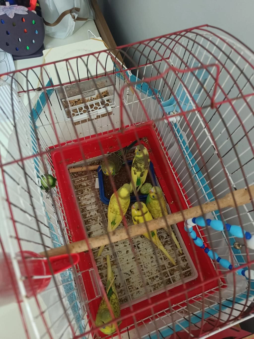 1 Aylık Bebek Kuşlar Yem Yemeye Başladılar