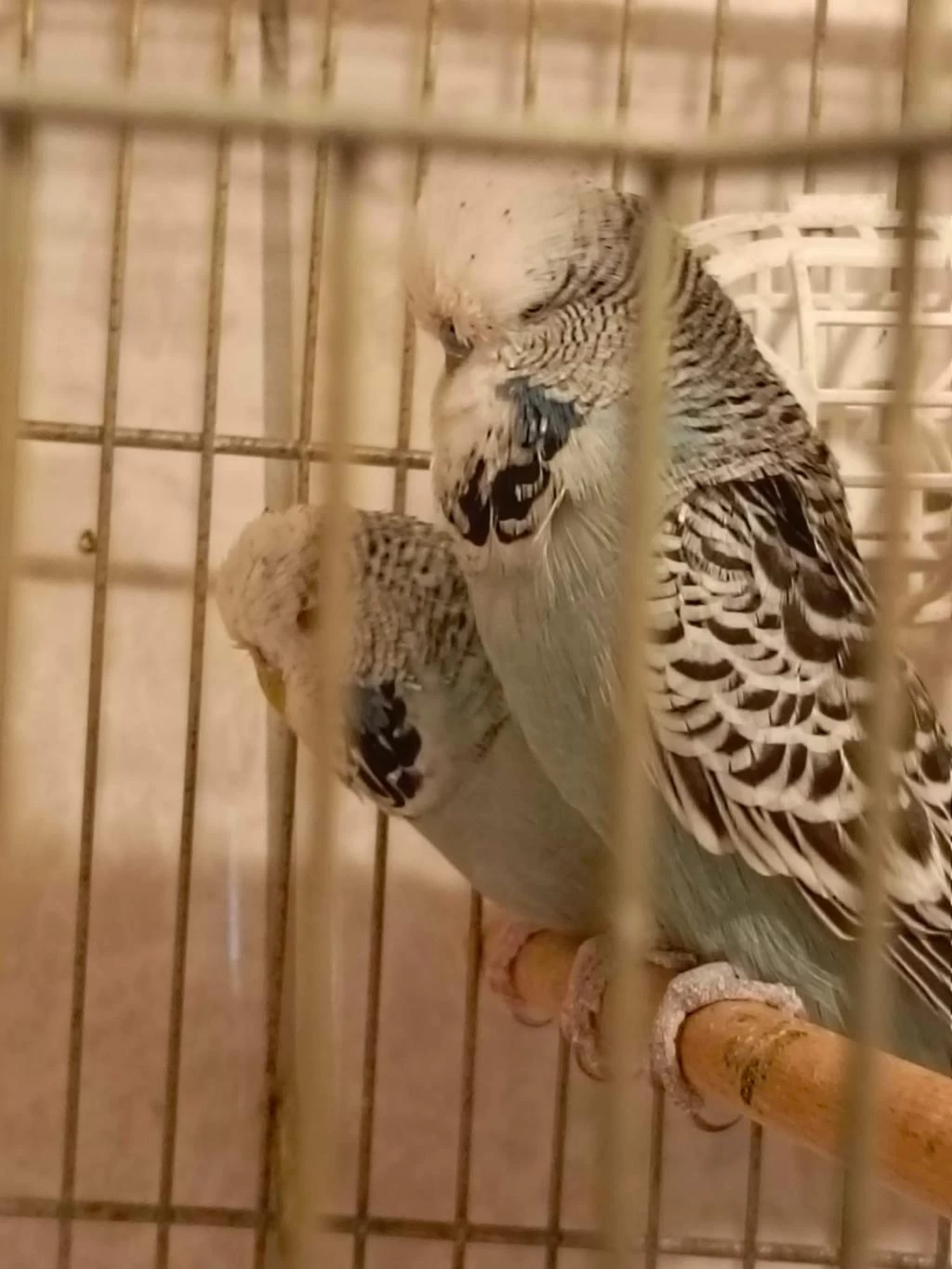 Show Jumbo Muhabbet Kuşlari