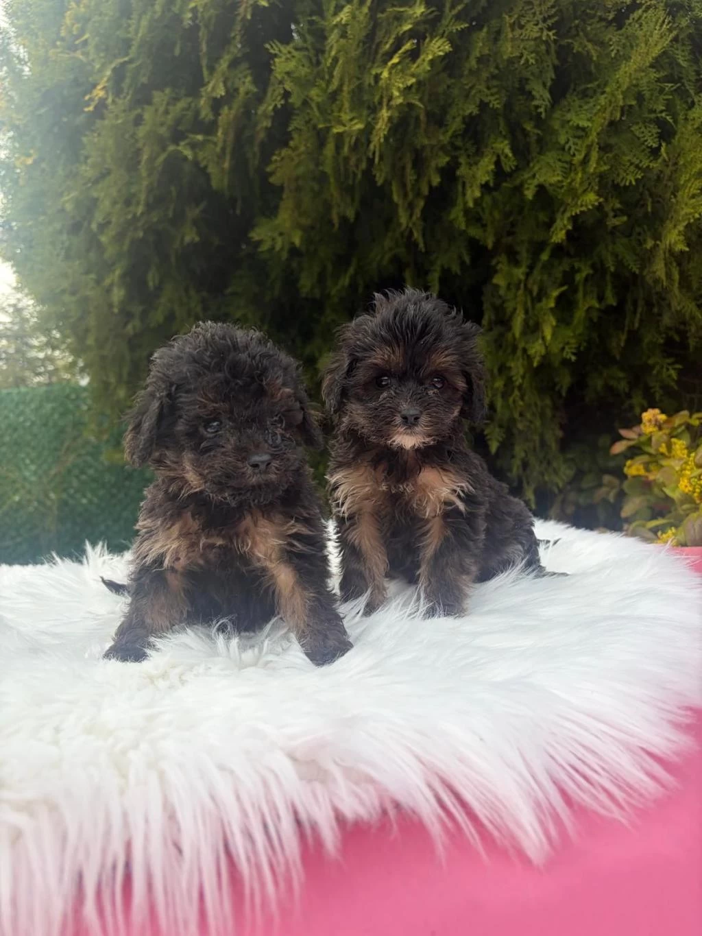 A++ Maltipoo Yavrular 81 İle Gönderim Var