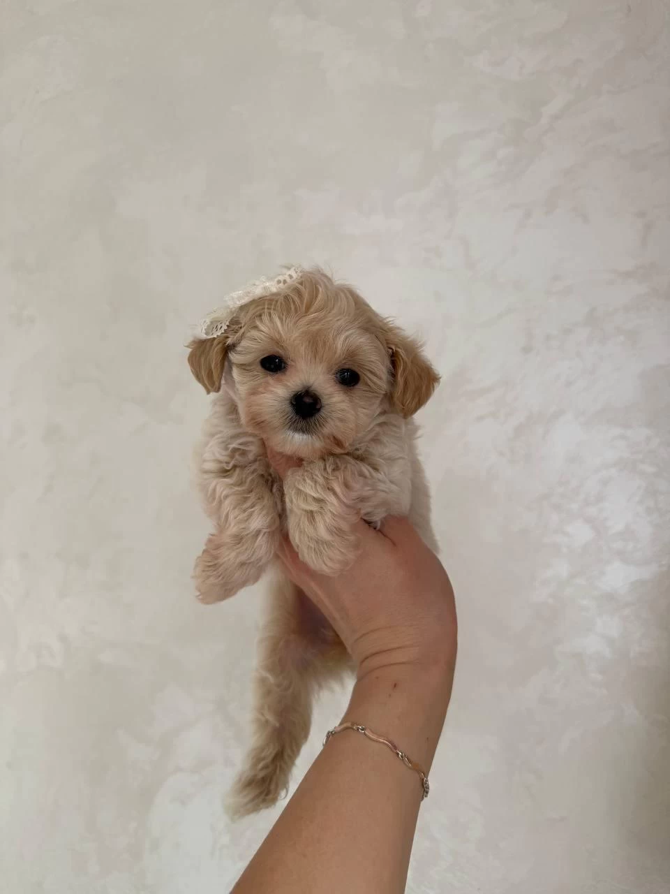 Minik Korean Eğitimli Maltipoo Yavrular