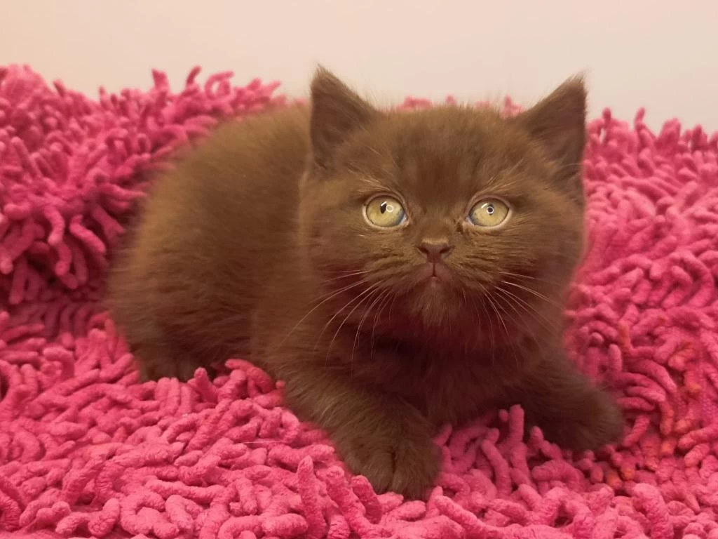 Safkan British Shorthair Solid Chocolate