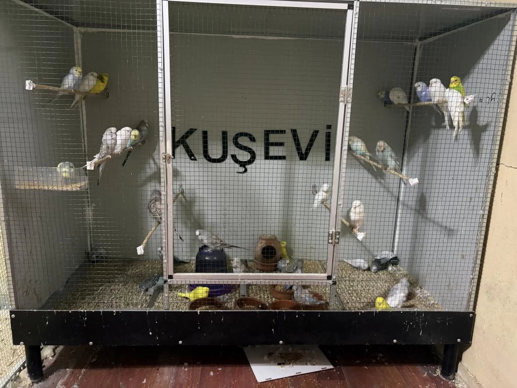 Yavru Muhabbet Kuşlar