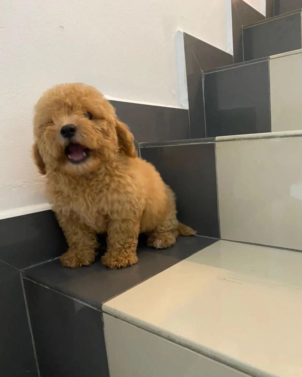 Dünya Tatlisi Maltipoo Yavrulari