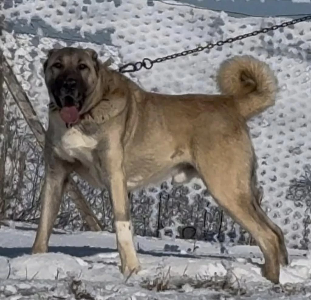 Yavru Ve Yetişkin Üst Seviye Kangal Köpekler