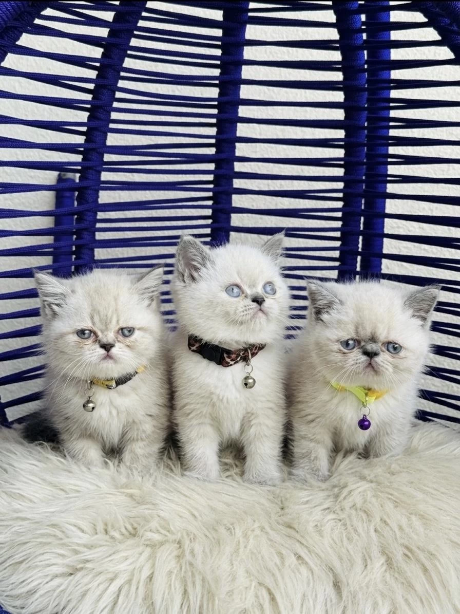 Exotic Shorthair Sevimli Yavrular