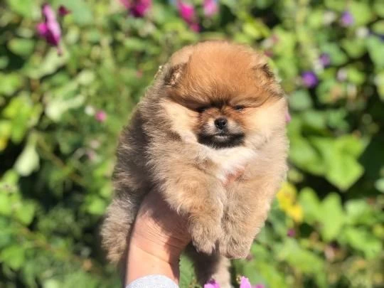 Teddy Bear Pomeranian Yavrulari