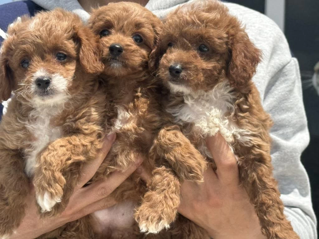 Ruhsatlı Çiftlikde Ziyarete Açık Maltipoo Yavrular