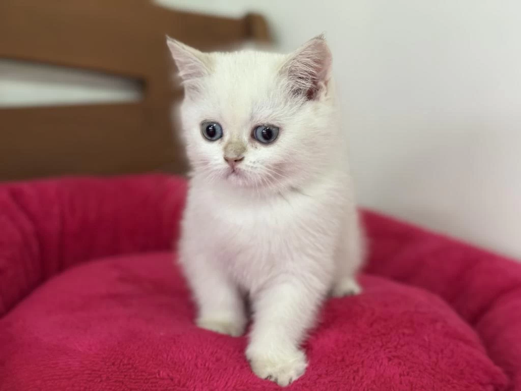 Yasal Çiftlikden Ziyarete Açık British Shorthair