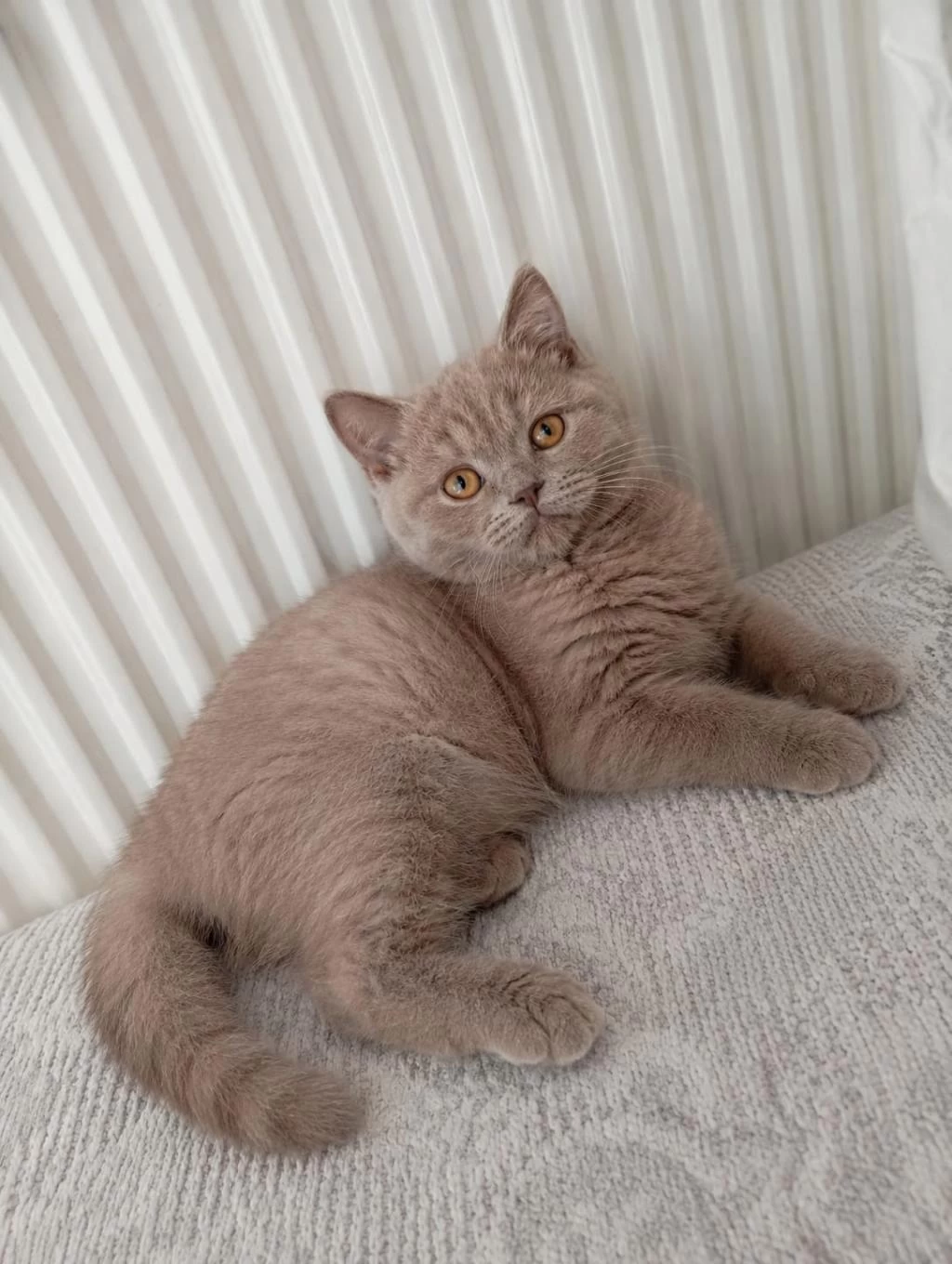 Şeftali 65 Günlük Orjinal Kehribar Gözlü British Shorthair