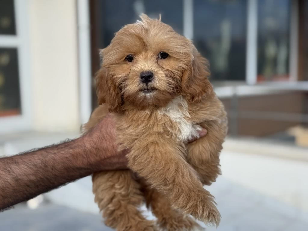 Ankarada Ziyarete Açık Aşılı Pasaportlu Maltipoo