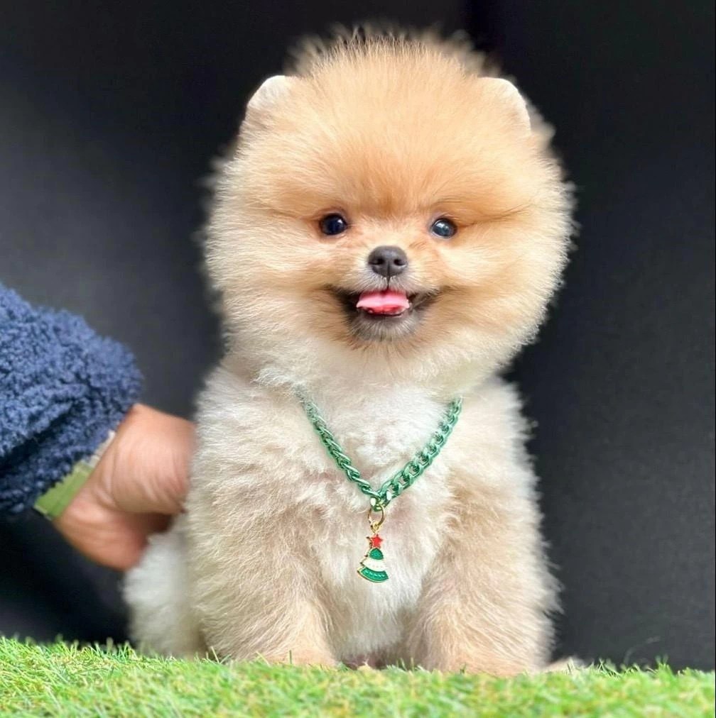 Sevimli Pomeranian Boo Yavrularımız