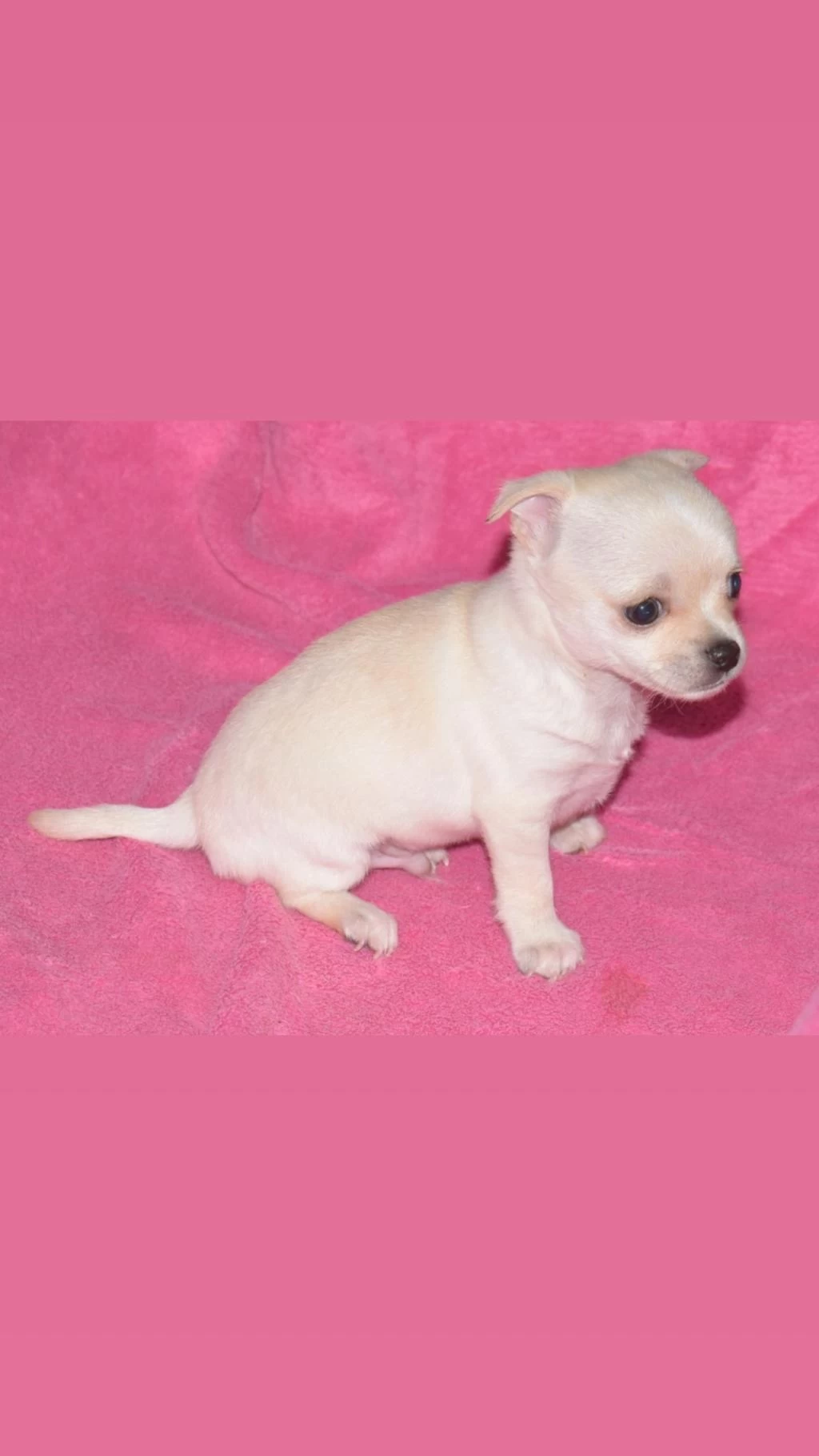 Harika Chihuahua Çok Güzel