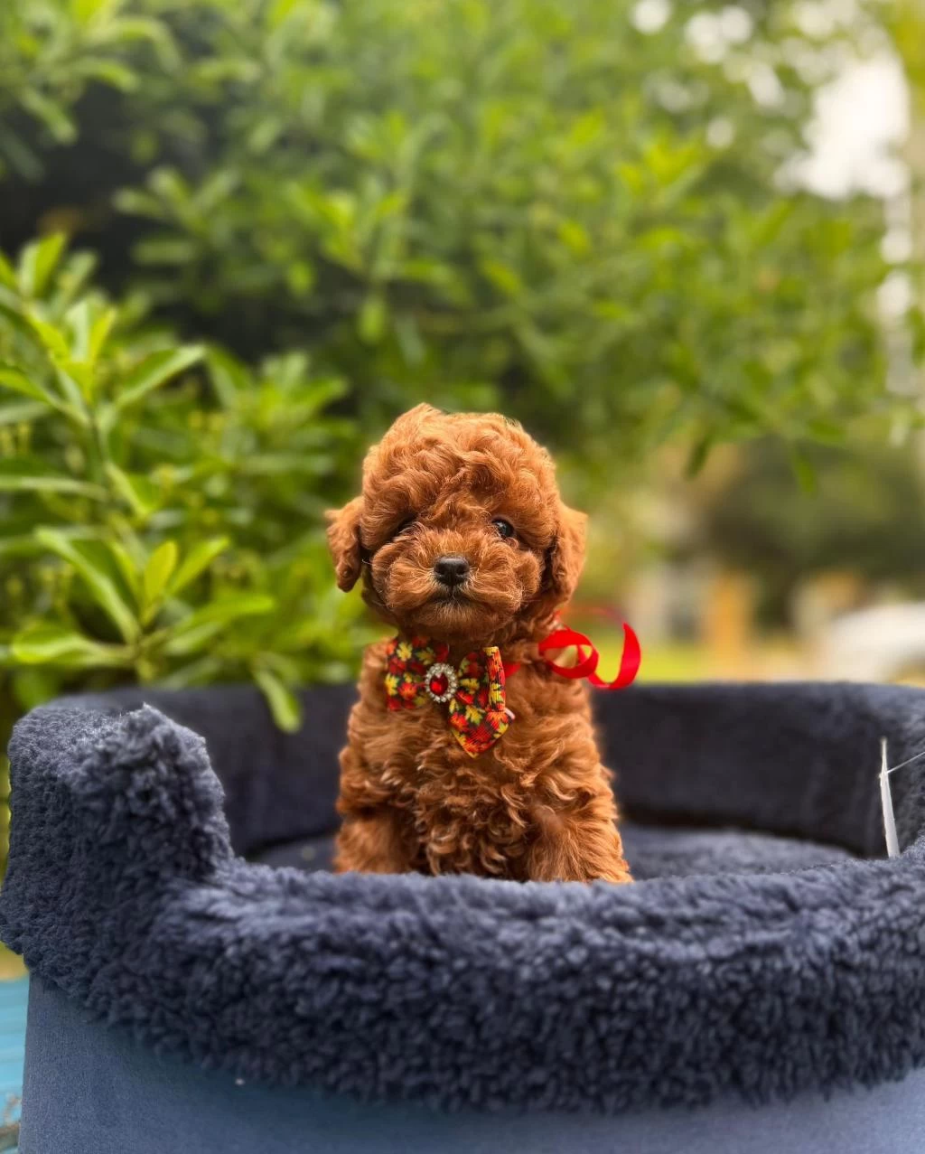 Safkan Toy Poodle Yavrularımız