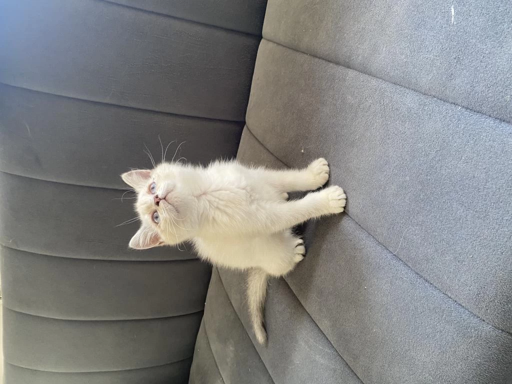 Point Dişi Bebek British Shorthair