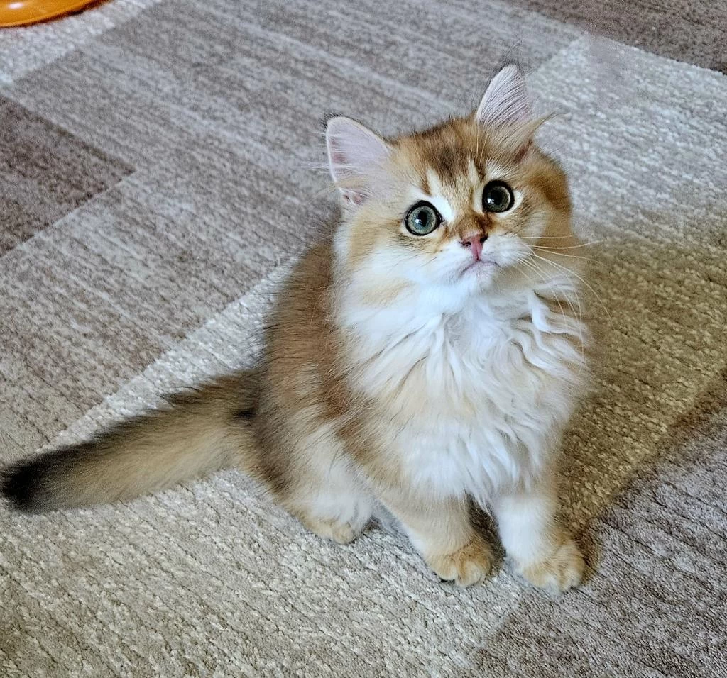 Golden British Longhair Bebeğimiz