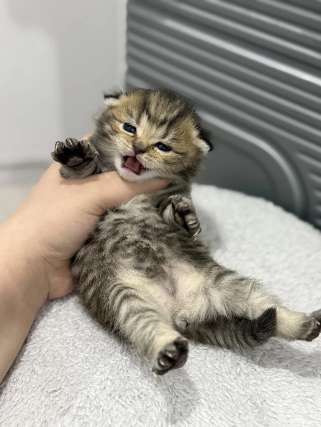 Kırık Kulak Tabby Scottish Fold Oğlumuz