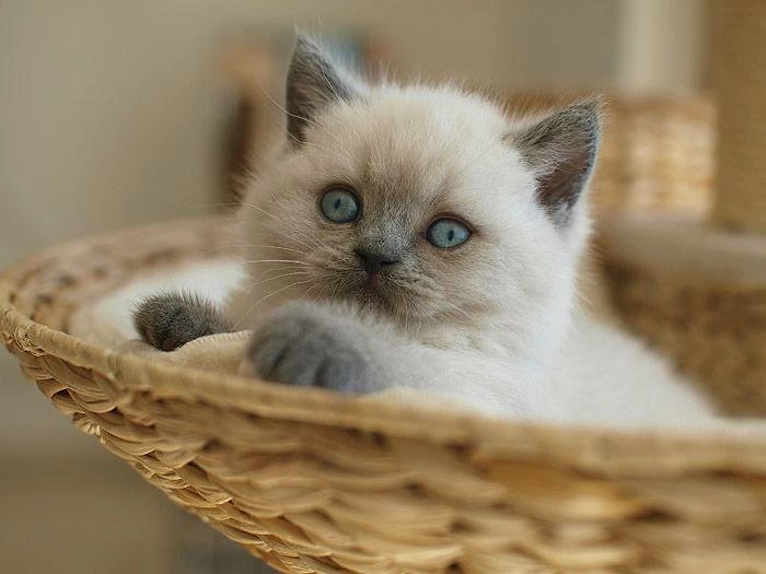 British Shorthair Yavrular Evinizin Neşesi Olacaktır