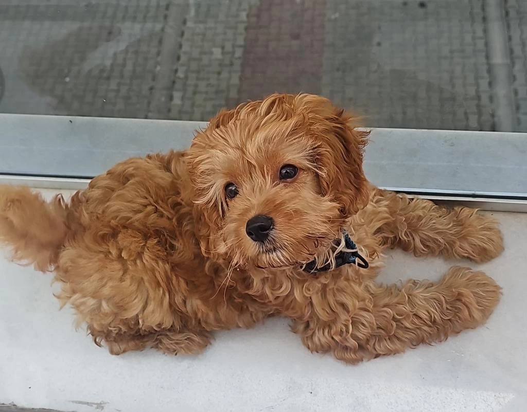 Harika 4 Aylık Maltipoo