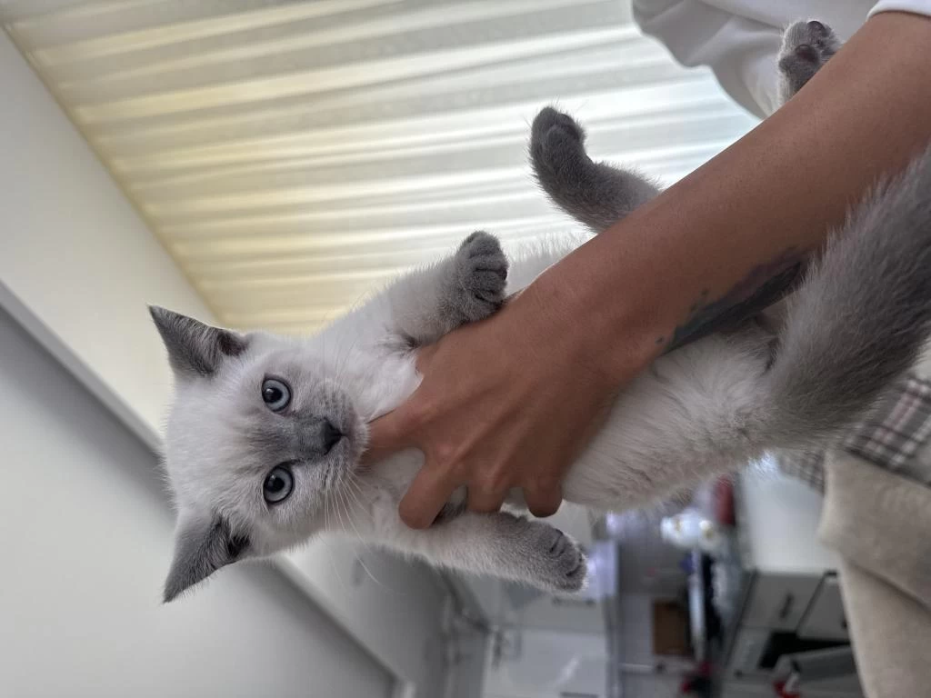 British Shorthair 60 Günlük