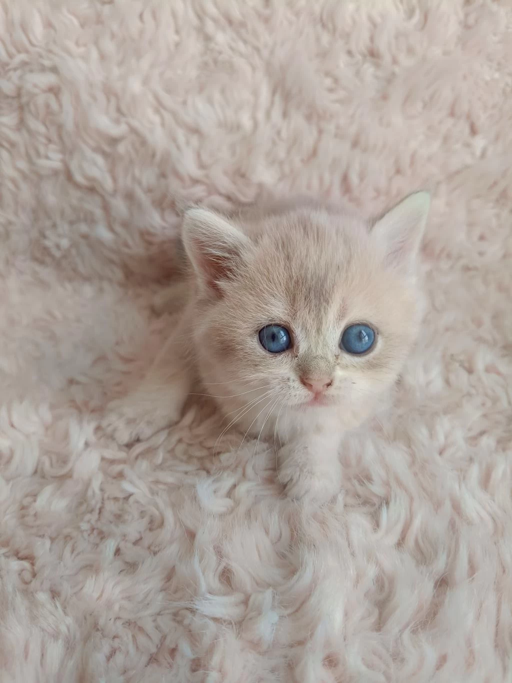 Golden British Shorthair Kızlar Serisi