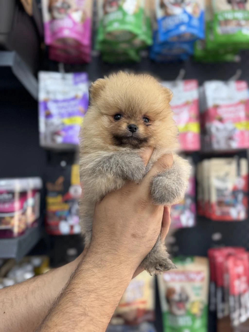 Pomeranian Teacup Sıfır Boy Yavrular
