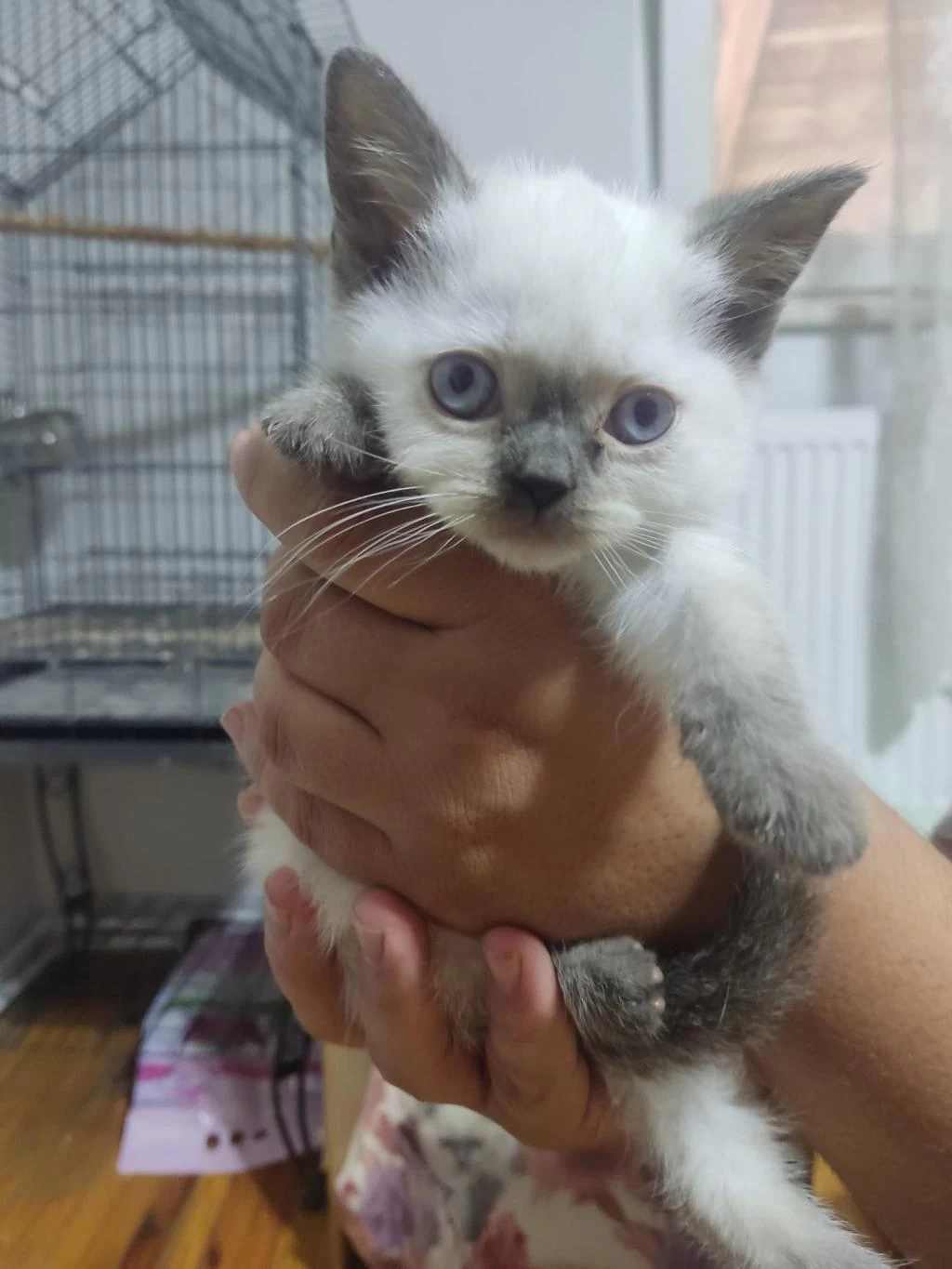 50 Günlük British Shorthair Bebisler
