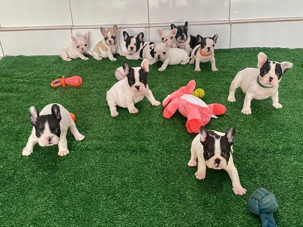 French Bulldog Yavrulari