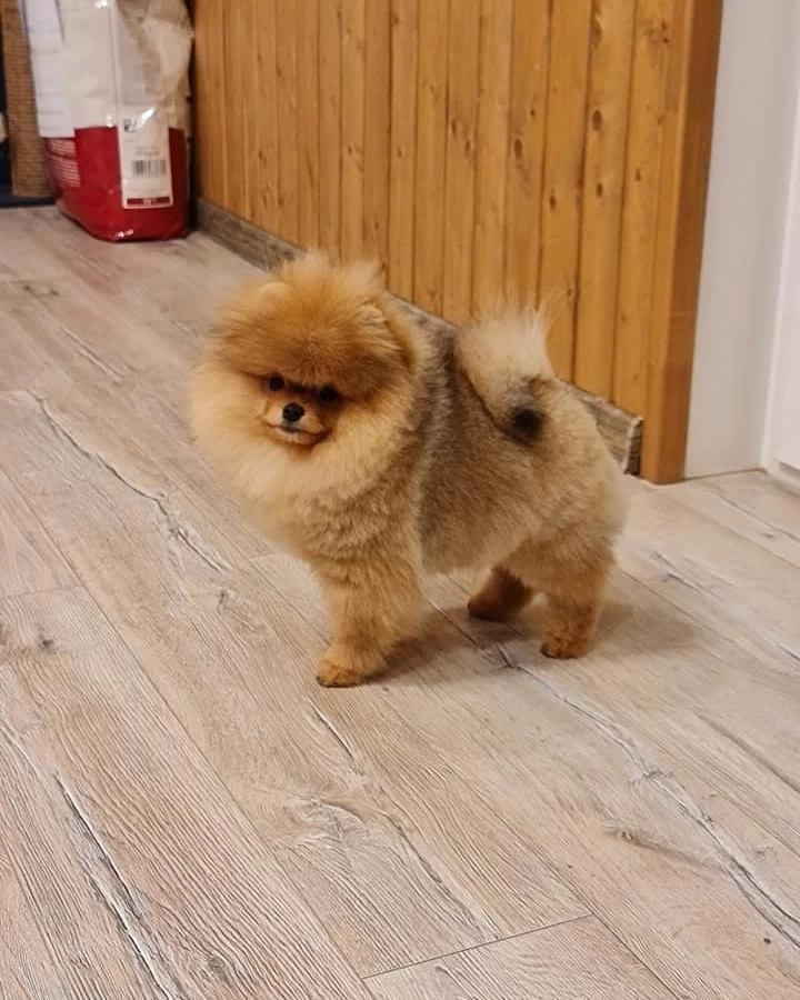 Teddy Bear Pomeranian Yavrulari