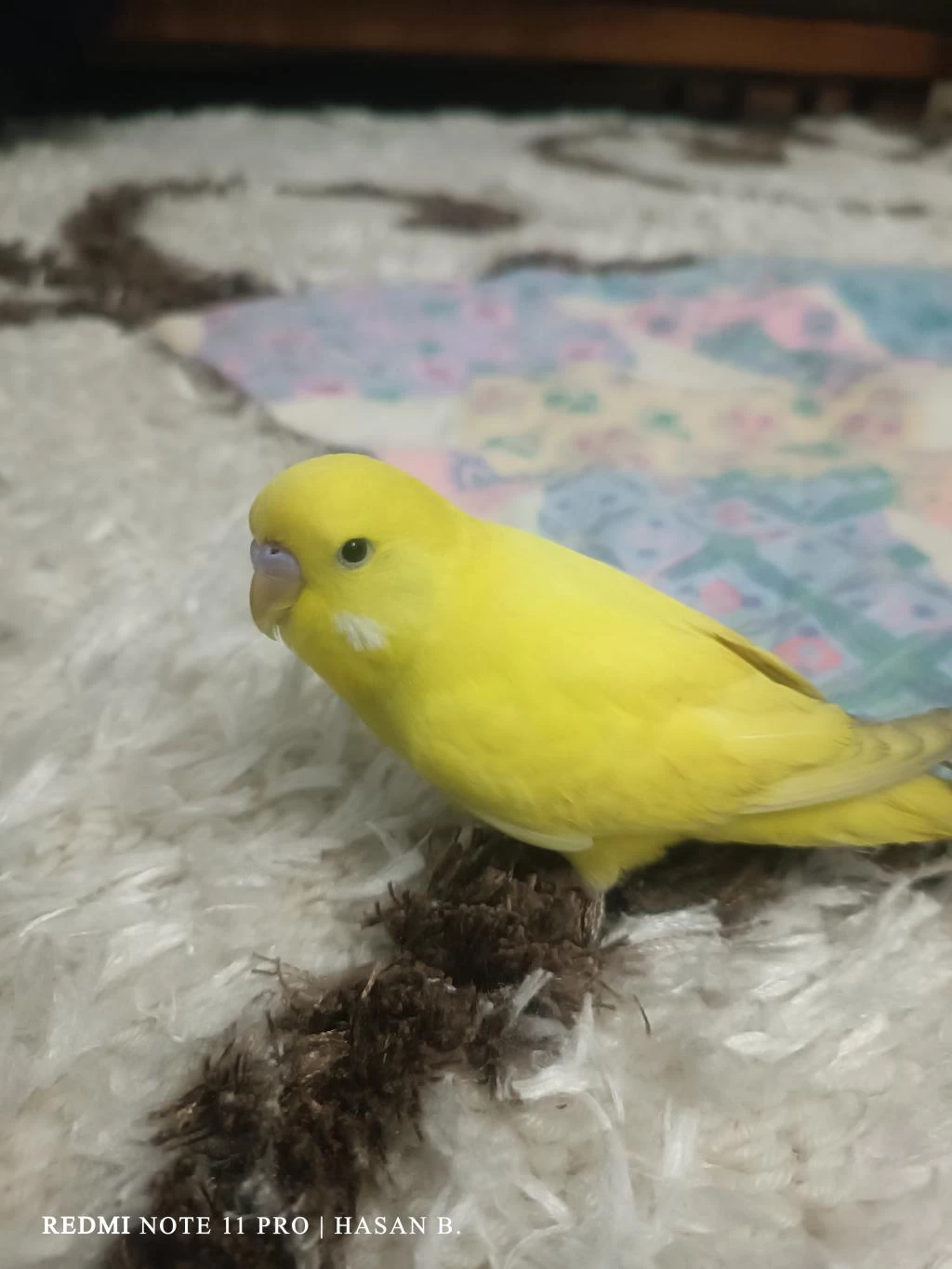 2 Aylık Muhabbet Kuşu
